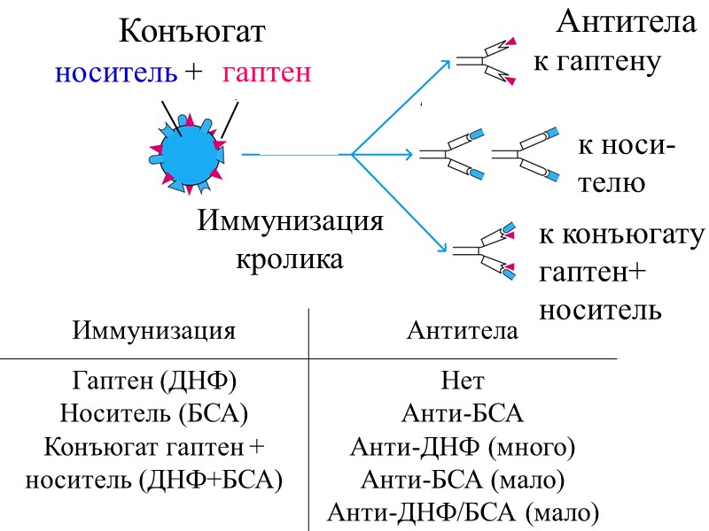 гаптен носитель + Иммунизация кролика Конъюгат Антитела к гаптену к носи- телю к конъюгату